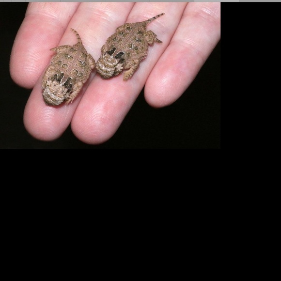 Faux not Fur - Picture 7 of 13